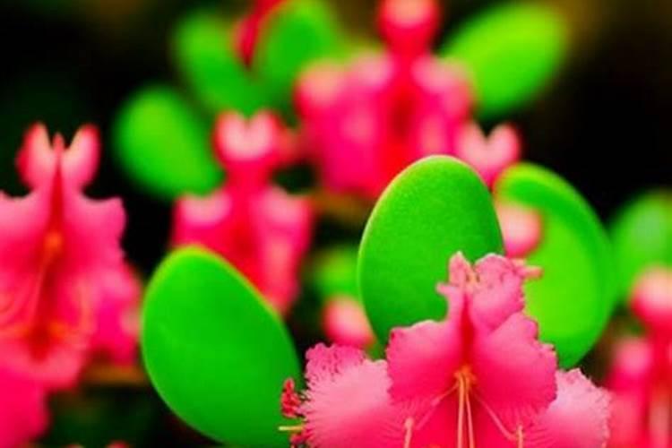 绽放鲜艳：杜鹃花施肥的艺术与科学