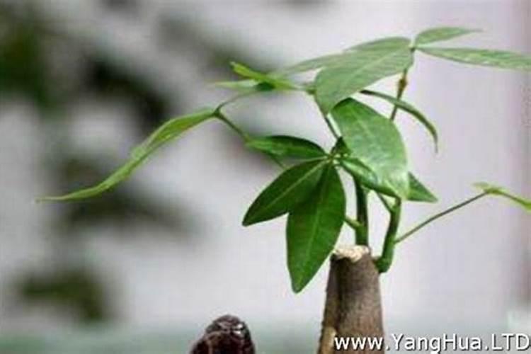 如何让幸福树树干发芽,施加氮肥并注射激活液