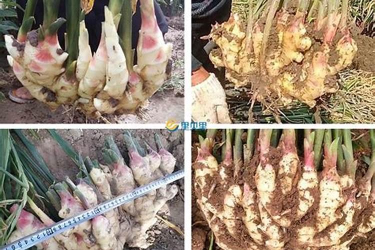 生姜高产的秘诀：科学施肥技巧解析