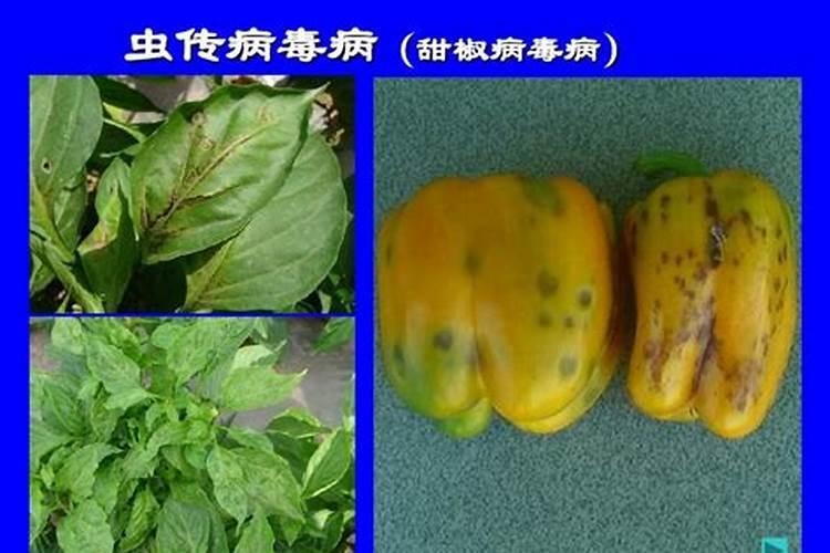 秋季蔬菜病虫害如何防治？