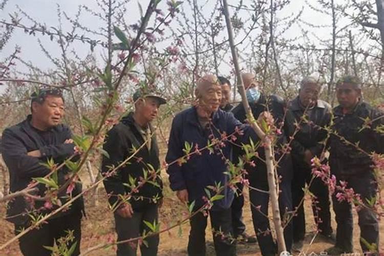 四月上旬桃树的守护神：最佳防治药物的选择与应用