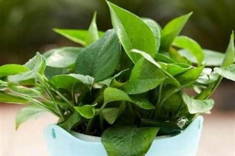 绿萝花能施钾肥吗怎么施？