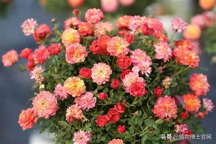 木本千里香花卉不开花是什么原因？