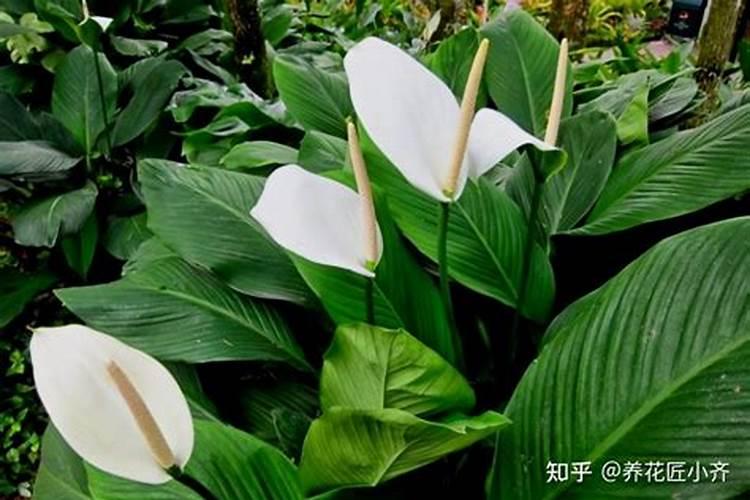 一帆风顺花的养护秘籍：正确施肥技巧大揭秘