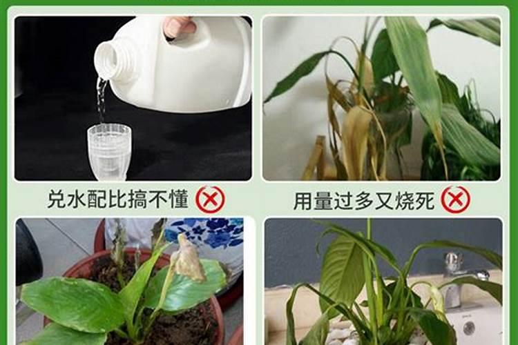 一帆风顺施肥用什么肥料好,浇四种肥料开花快