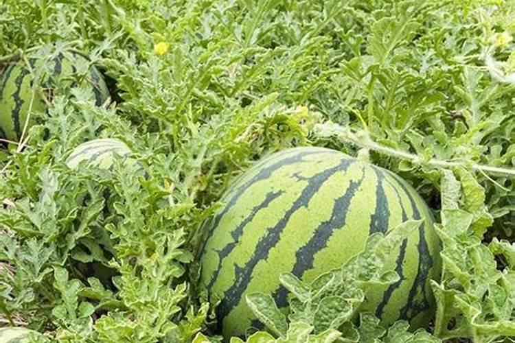 种植西瓜的步骤以及方法，西瓜底肥施肥方案？