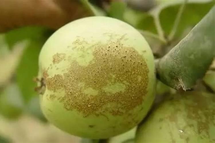 苹果成熟时病害产生原因分析及防治方法？