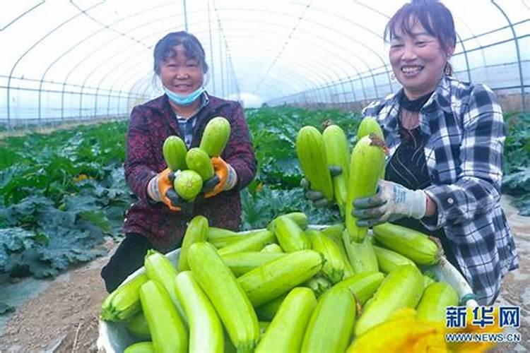 掌握科学种植技巧，让西葫芦丰收不是梦