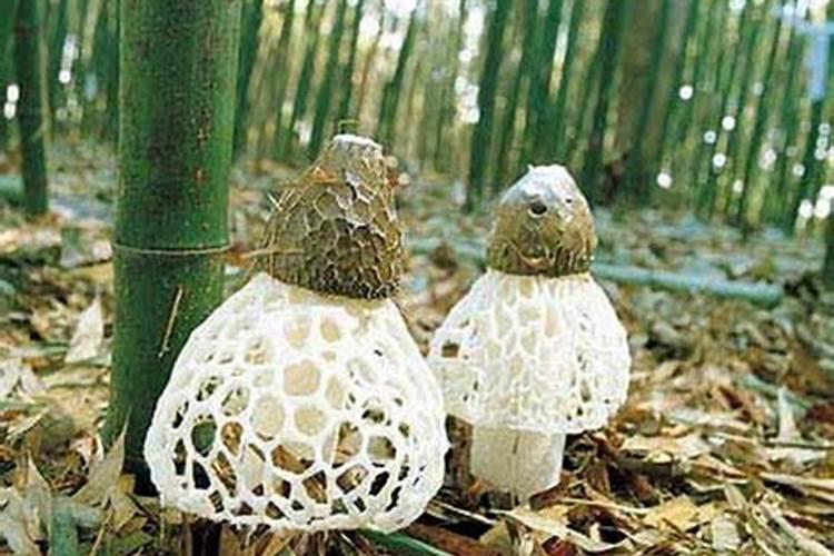 竹荪竹林套种技术