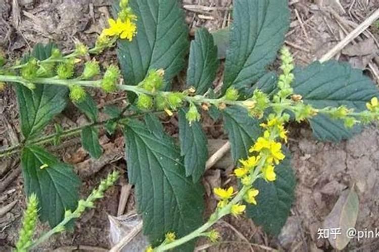仙鹤草的种子要怎样播种？