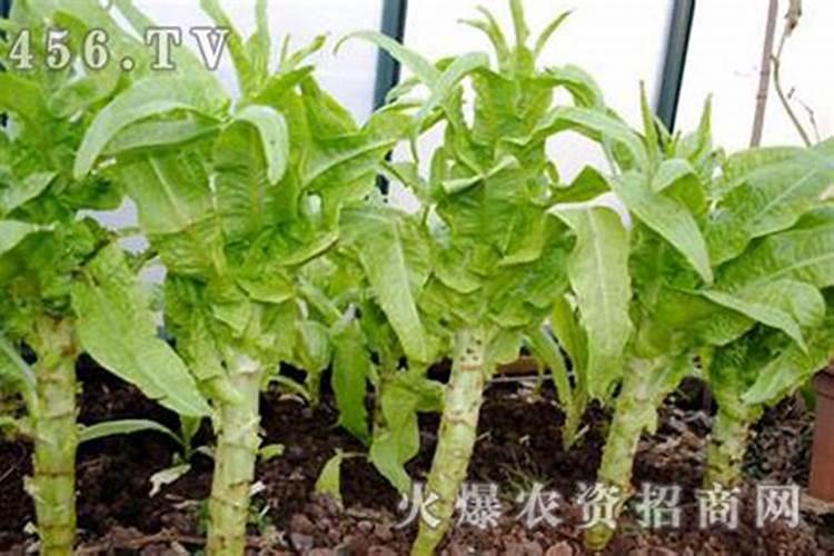 春莴笋怎么栽培？