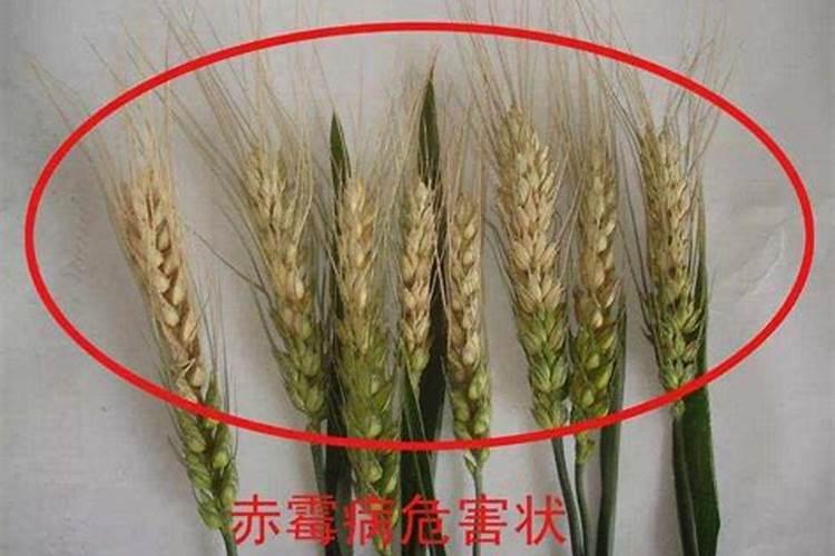 守护金色希望：小麦出半穗打药防治赤霉病的有效策略