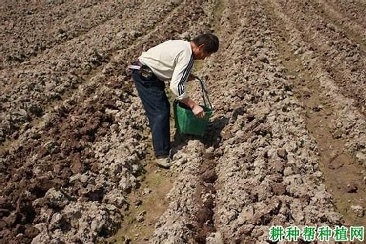 种芋头该如何合理施肥？