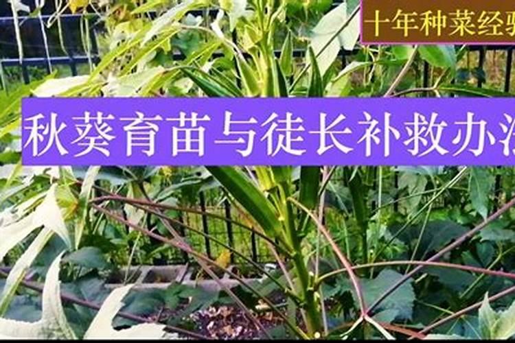 花草徒长如何补救