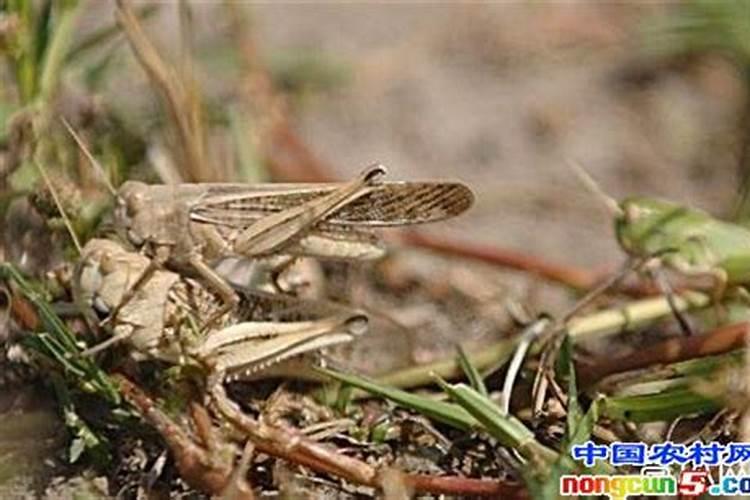 蝗虫养殖注意事项有哪些