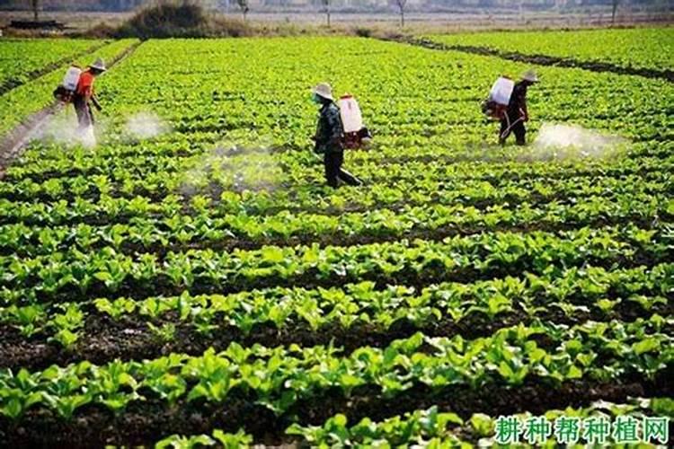 蔬菜怎么样喷施叶面施效果好？