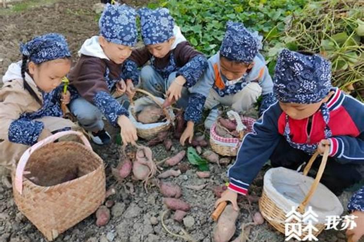 金秋播种，冬日收获：探索红薯的种植季节