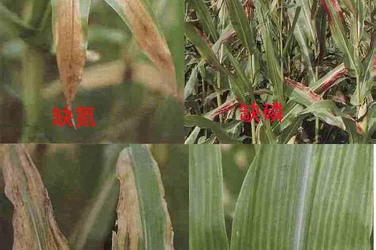 缺素症出现后该怎样帮玉米？