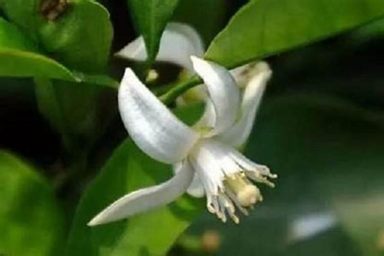 柑橘什么时候促花比较好？