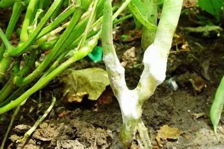 战胜菜豆菌核病：有效的防治药物及策略