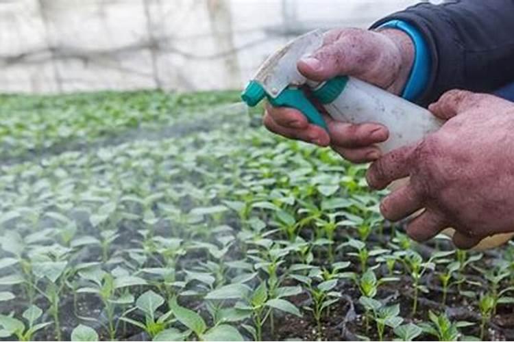 雨季施药指南：确保安全与效果的农业实践？