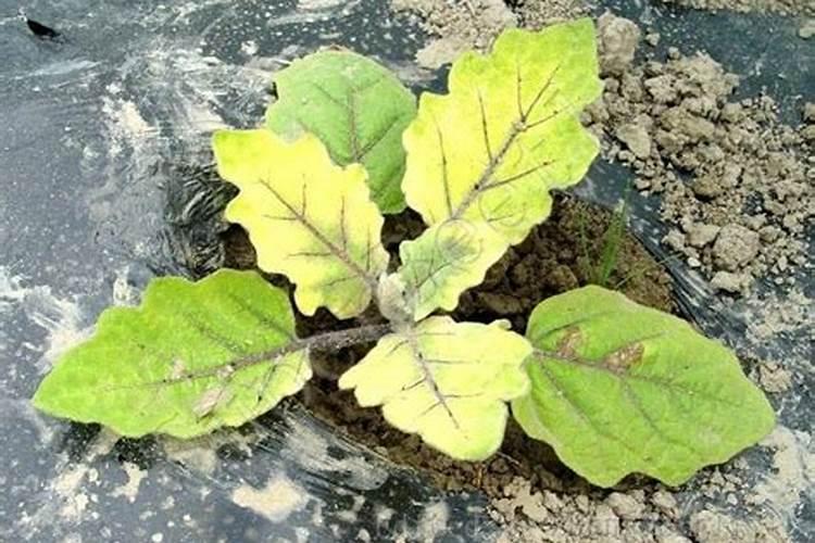 战胜茄子立枯病：全面防治技术解析