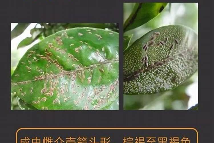 防治柑桔蚧类害虫土法两例