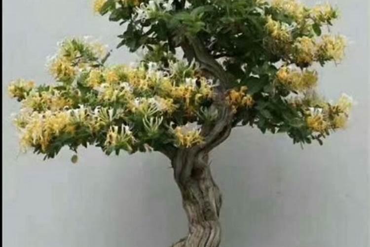 金银花盆景的种植方法和栽培技术？