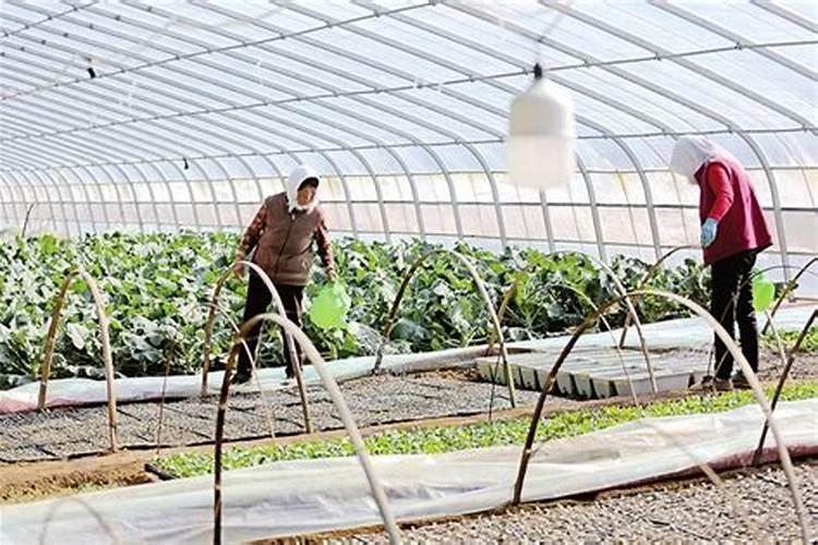 绿茵华章：精准施肥，助力大棚蔬菜茁壮成长