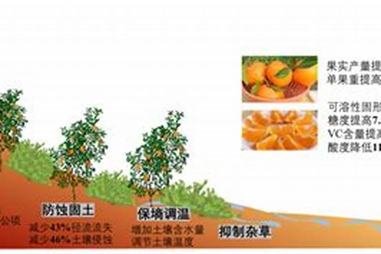 柑橘树叶面施肥技术：提升果园产量与品质的关键