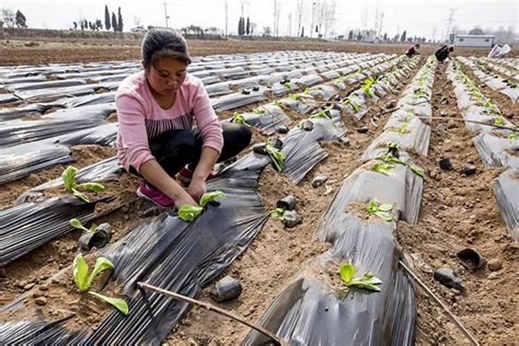 揭秘地膜覆盖技术：提升韭菜高产与品质的关键步骤