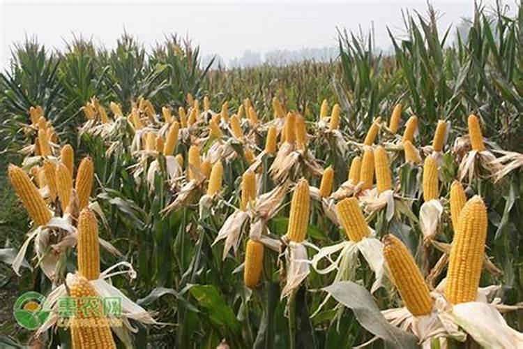玉米想产量高需抓好哪四项措施？