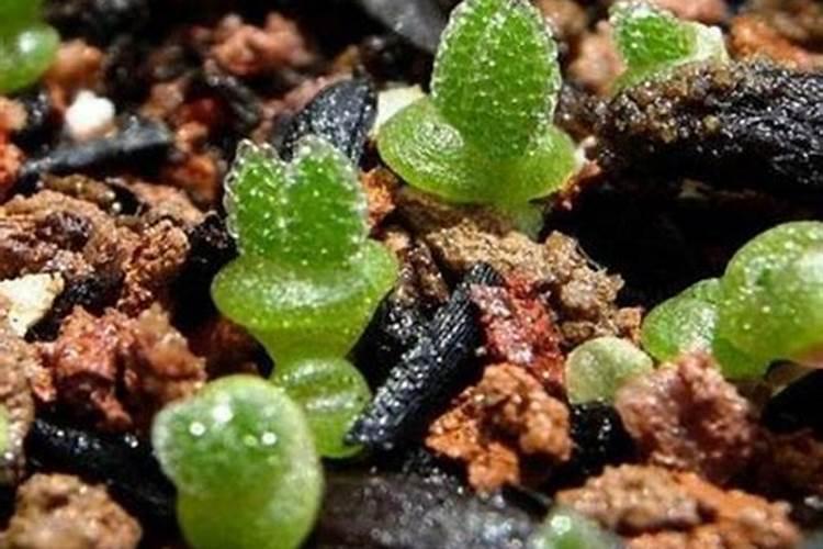 碧光环怎么繁殖,详解碧光环繁殖步骤</p><p>碧光环繁殖方法播种繁殖很多花友不知道碧光环怎么繁殖，碧光环日常多以播种方法进行繁殖，每年秋季9月份的时候可进行播种，将木炭粒以及泥炭土等量进行配制，之后将其以撒播的方式播种至营养土中，一盆种植的数量可在3粒左右。扦插繁殖碧光环也可使用扦插的繁殖方法，首先使用剪刀将碧光环类似于小兔。</p><p><h3 ext>2、碧光环如何繁殖