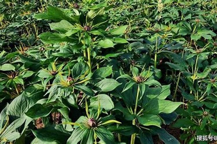 移栽好重楼后应该怎样管理？重楼怎样施肥能高产？