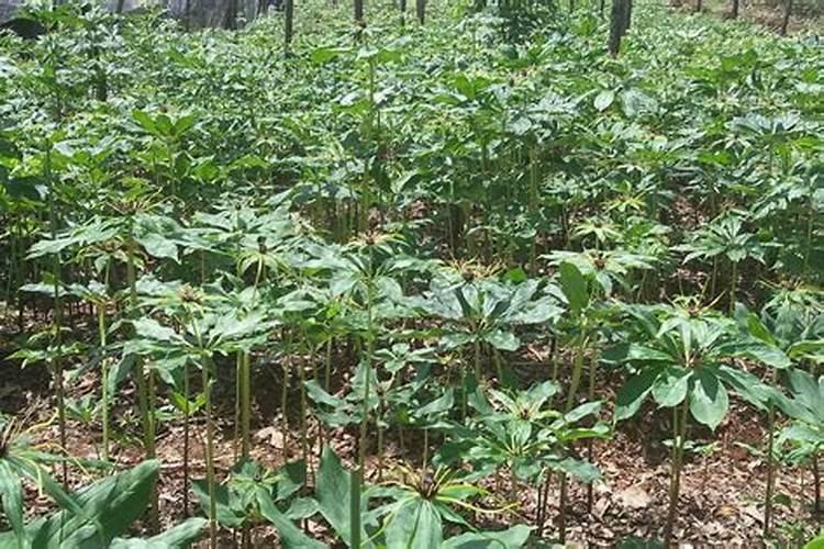 重楼种植技术,移栽好重楼后应该怎样管理