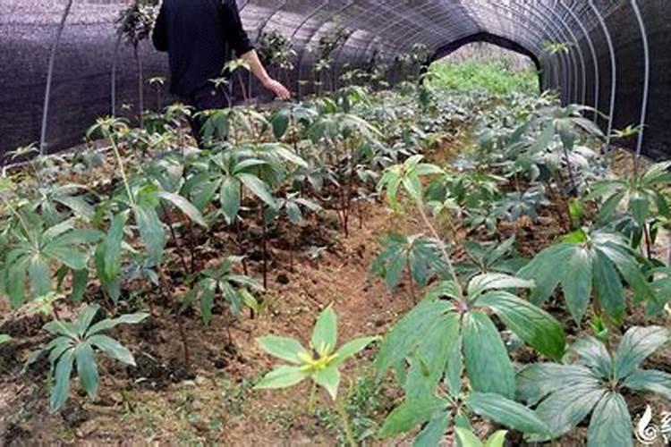 重楼的种植方法技术种植重楼的方法介绍