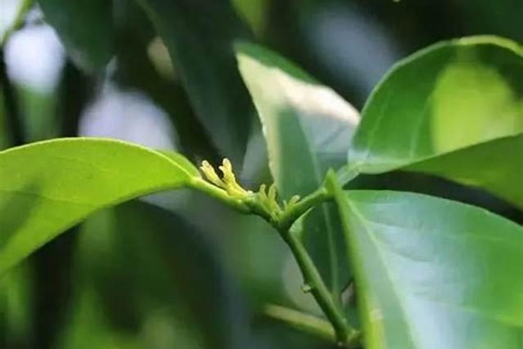 种植柑橘进行夏梢的原因是什么，应该怎么做？