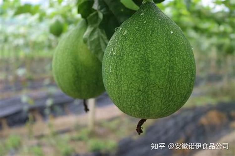 瓜蒌田间管理的艺术：从播种到收获的全程指导