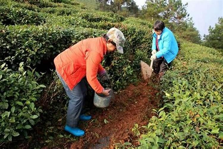 茶园秋、冬季管理技术要点
