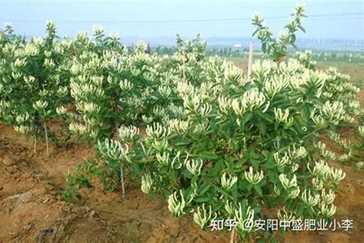 金银花的肥料追施秘籍：绽放健康与美丽