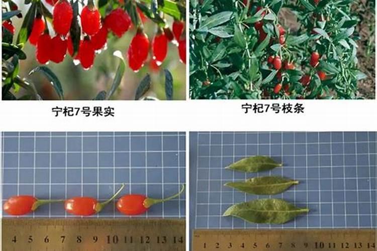 叶用枸杞栽培技术揭秘：高效培育与收获的艺术
