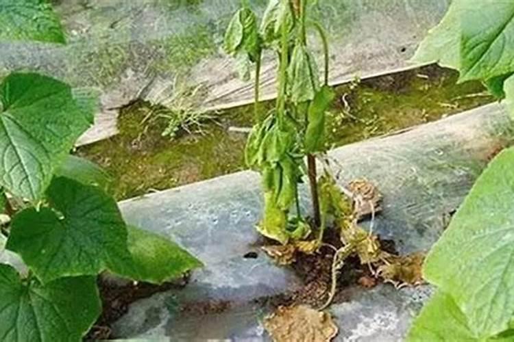 黄瓜沤根有哪些表现？怎样进行防治？