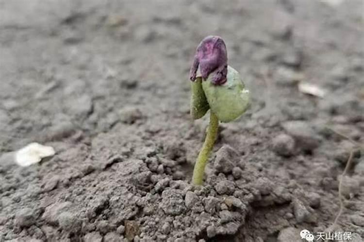 棉花苗期病害防治的科学策略：从理论到实践