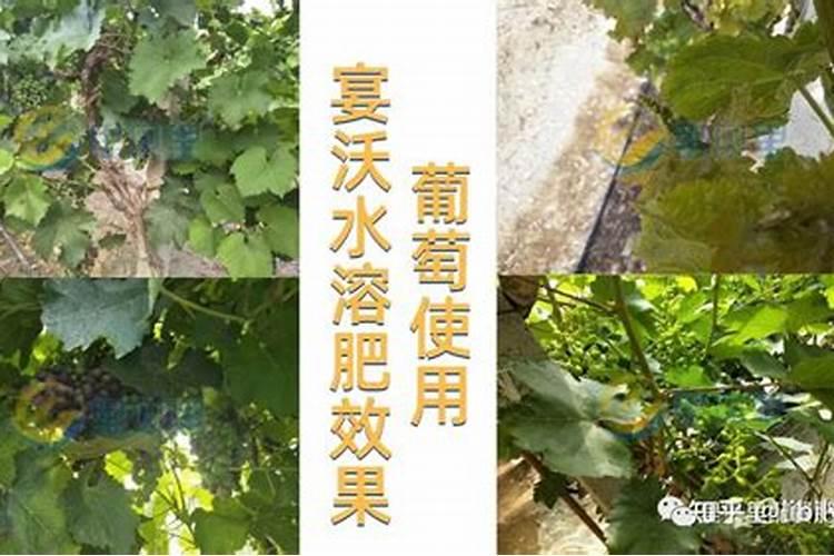 秋季栽葡萄树注意注意事项