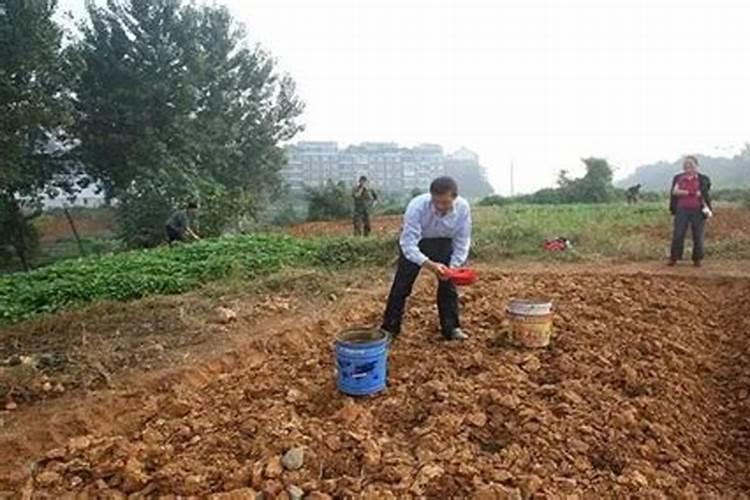 老菜地改良注意事项