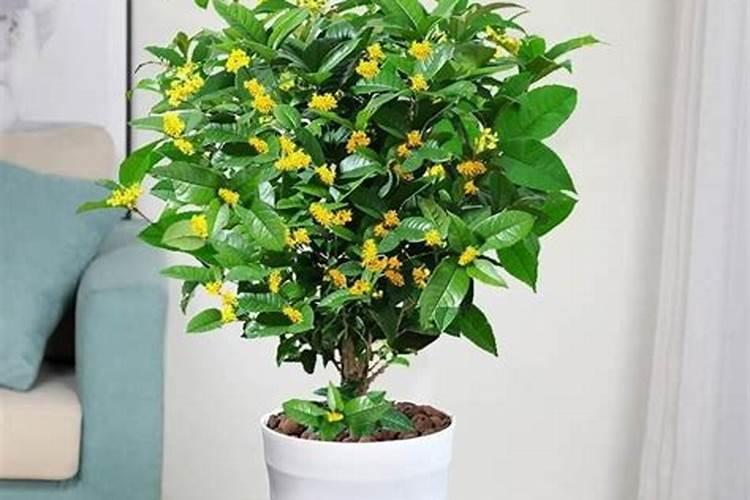 盆栽桂花树养殖方法和注意事项？