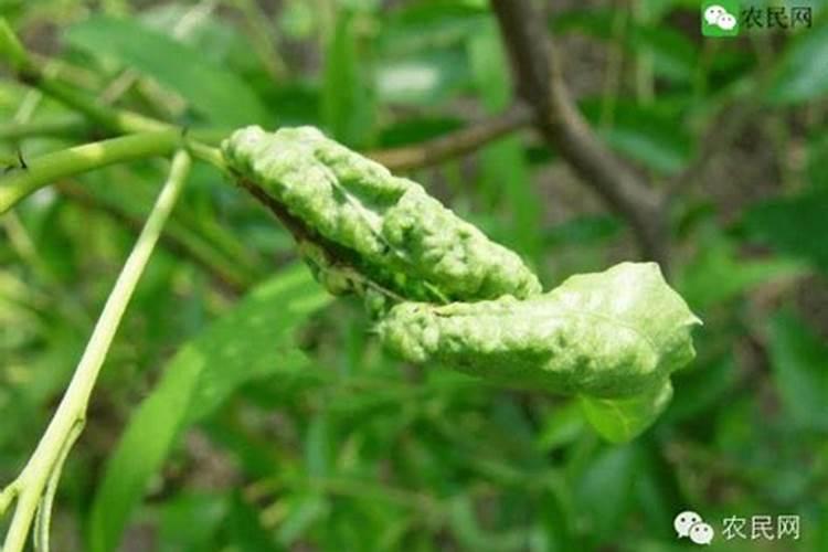 绿色守护：枣树红蜘蛛的特效防治法
