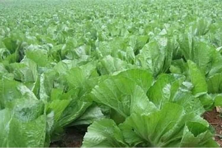 芥菜是如何种植的？怎样才可以提高芥菜的产量？