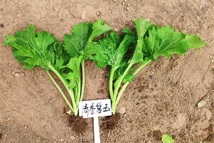 夏天温室种芥菜老是抽胎怎么办夏天怎么种芥菜老是抽胎怎么办