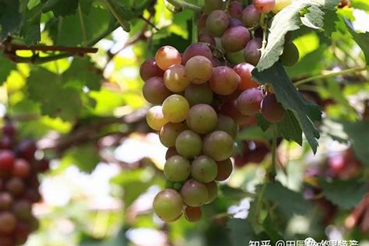 巨峰葡萄提高坐果率的关键性栽培技术揭秘